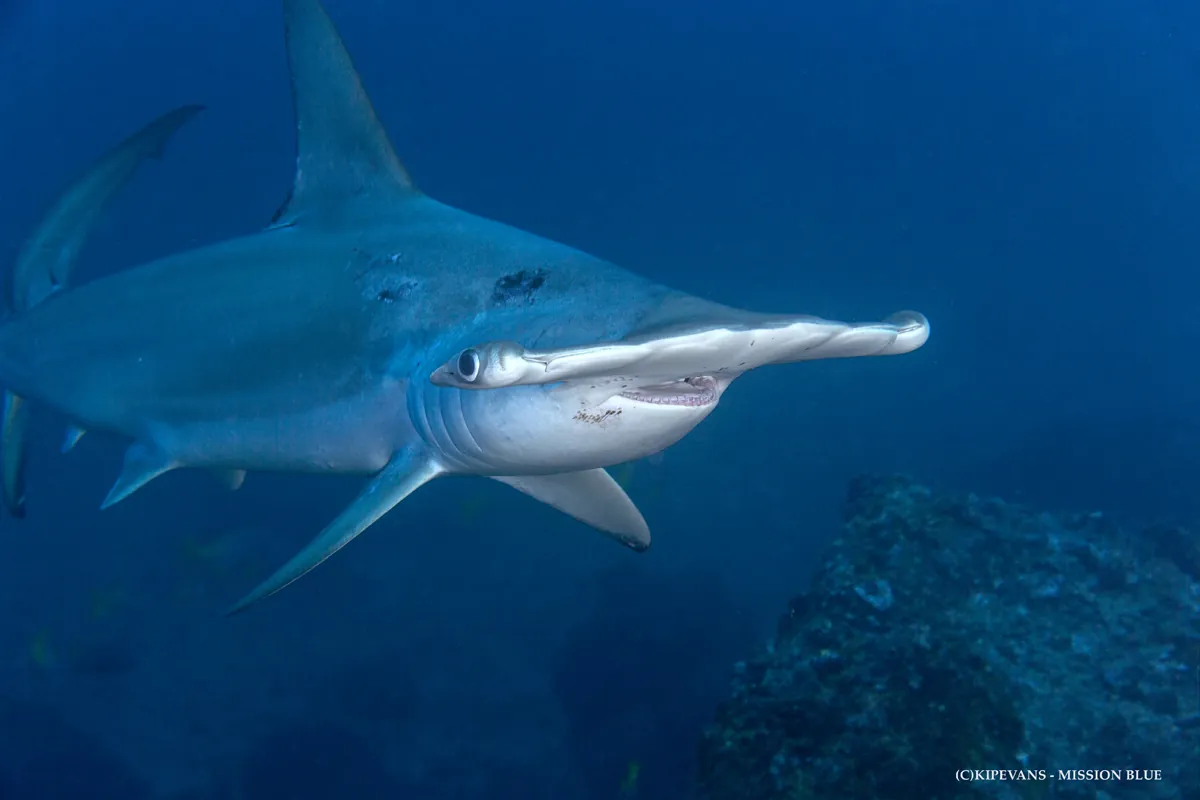 hammerhead shark swimming