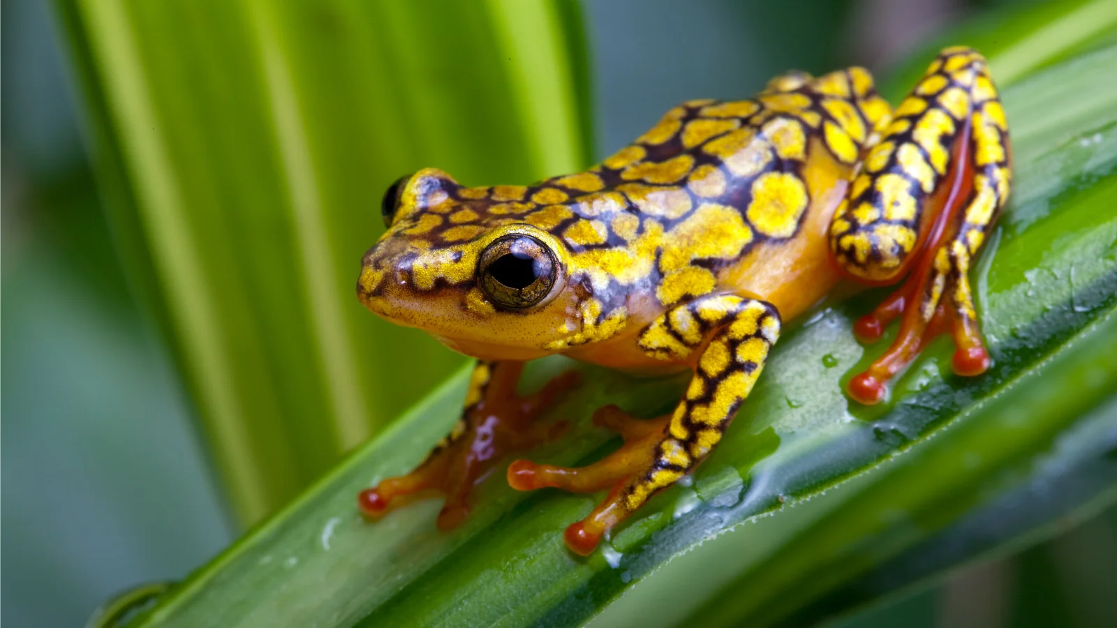 harlequin poison dart frog, amphibian conservation