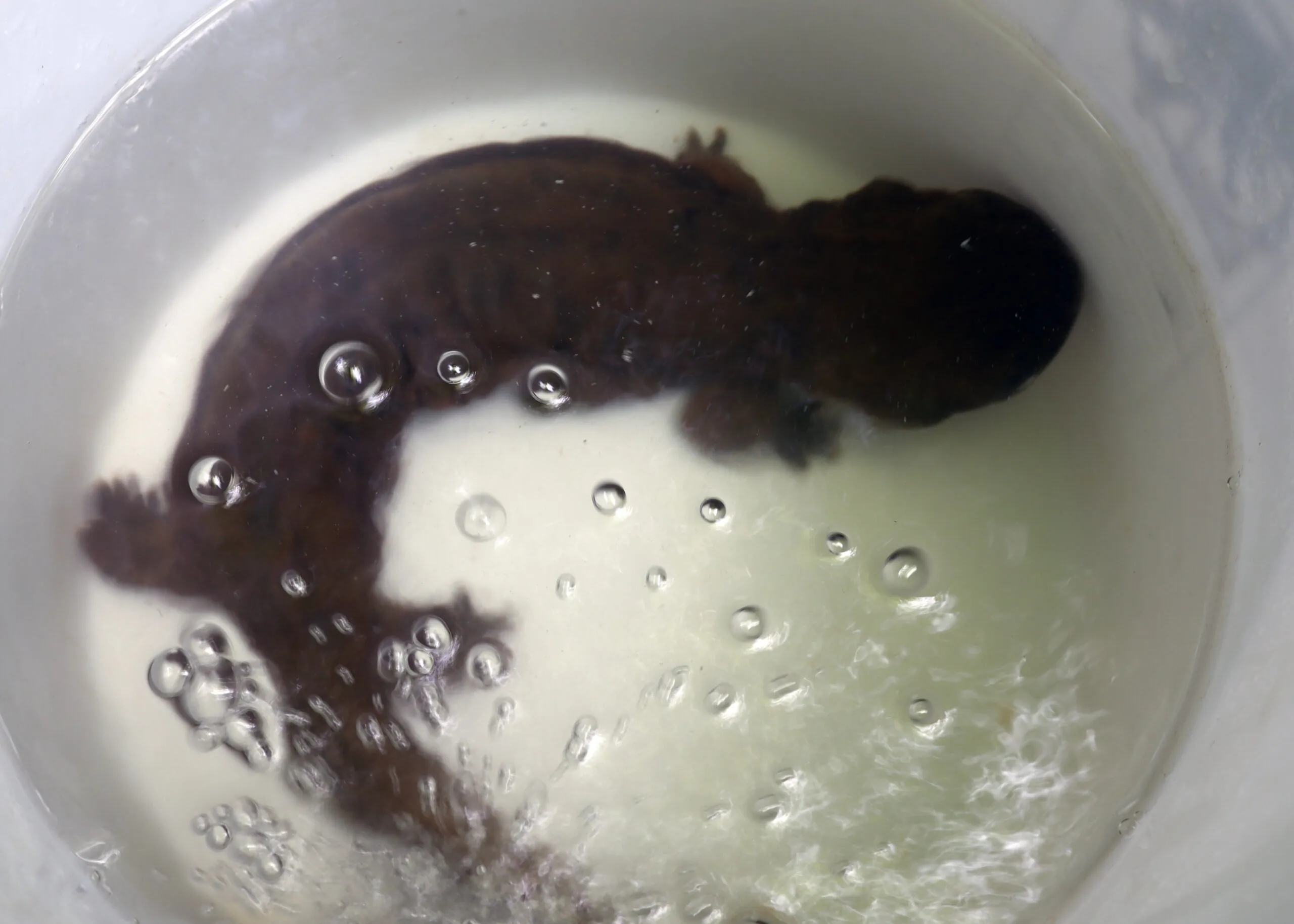 hellbender in bucket
