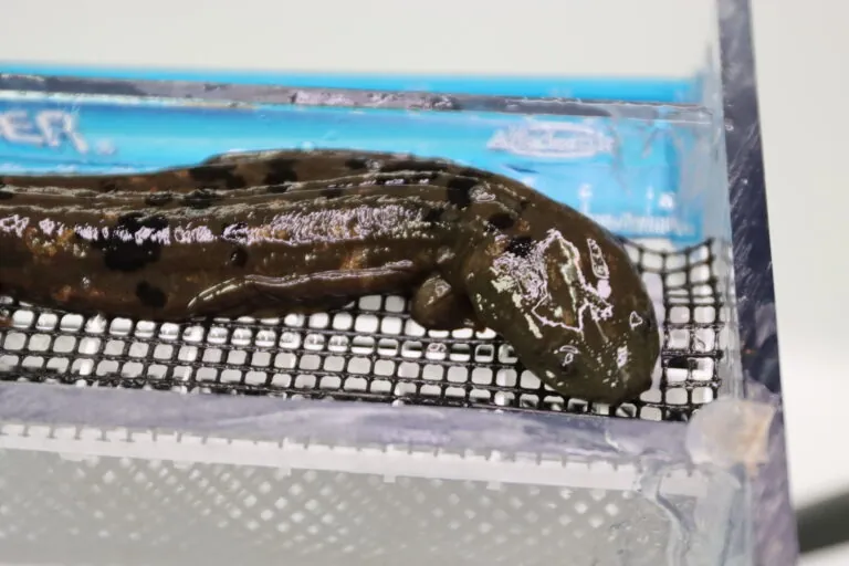 hellbender being measured