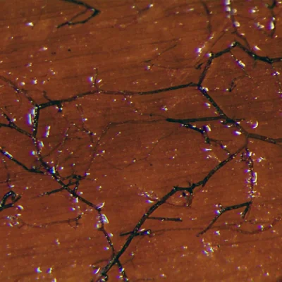 jahnula apiospora, freshwater fungi