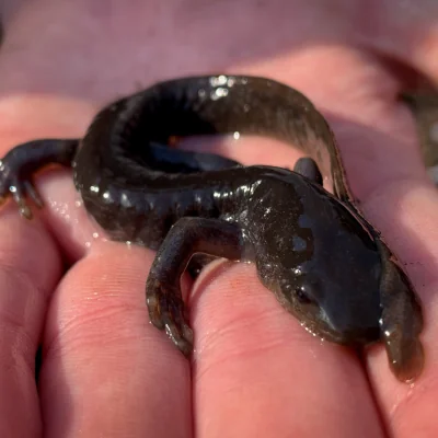 salamander in palm