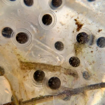 salamander eggs