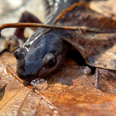 close up of salamander on brown leaf