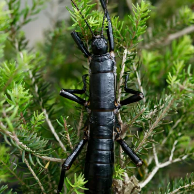 Lord Howe Island Phasmid