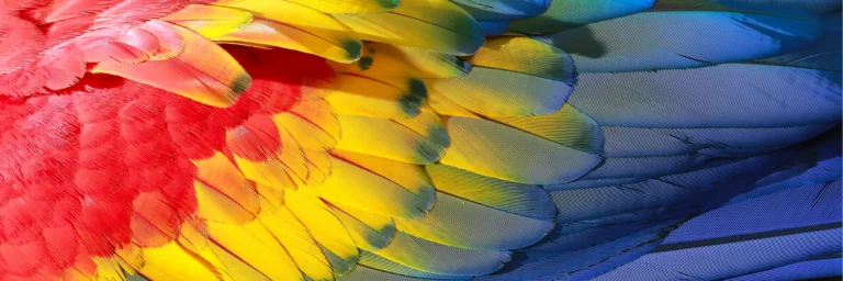 macaw feathers up close