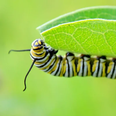Monarch Caterpillar eating leaf