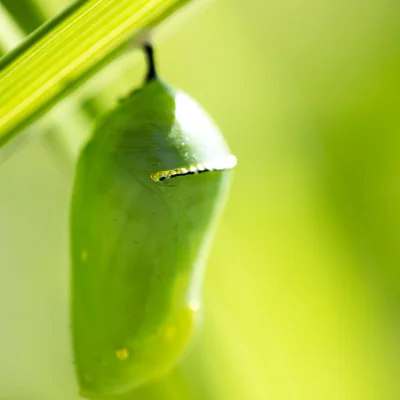 Monarch Chrysalis Green