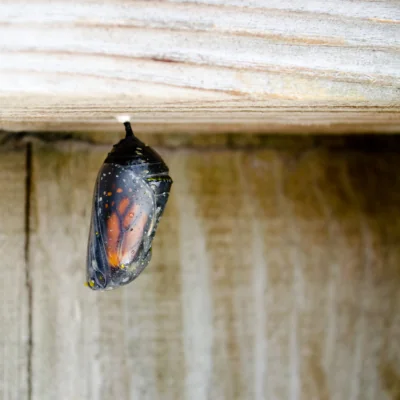Monarch Chrysalis