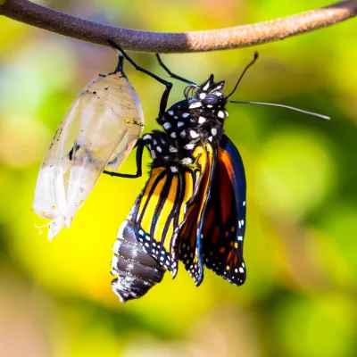 Monarch butterfly Chrysalis Emerging