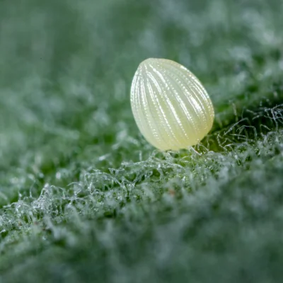 monarch butterfly egg
