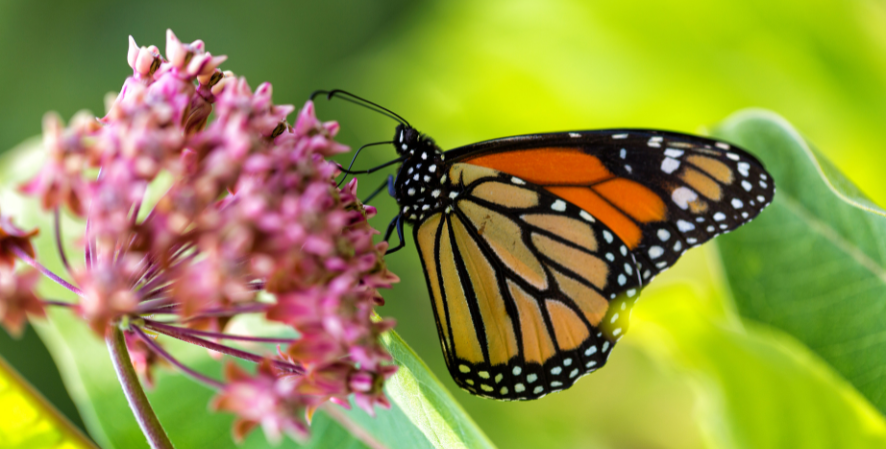 monarch butterfly drinking from milkweed