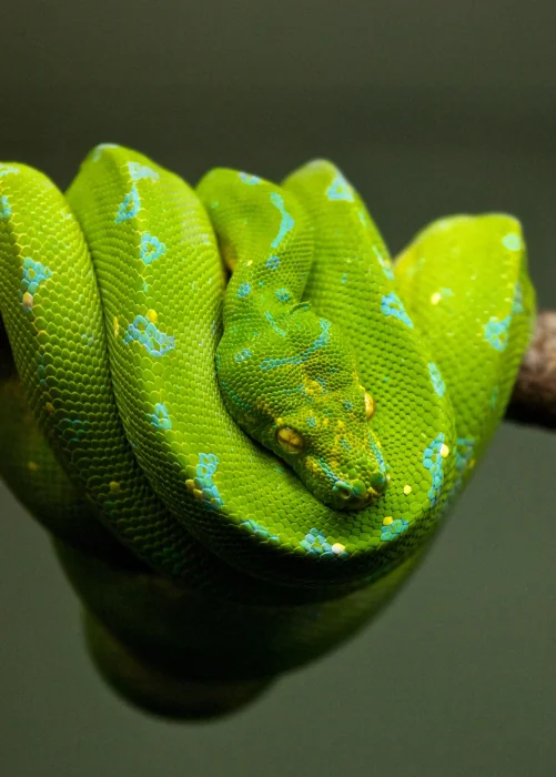 Green Tree Python curled around branch