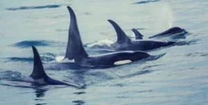 four orcas swimming together