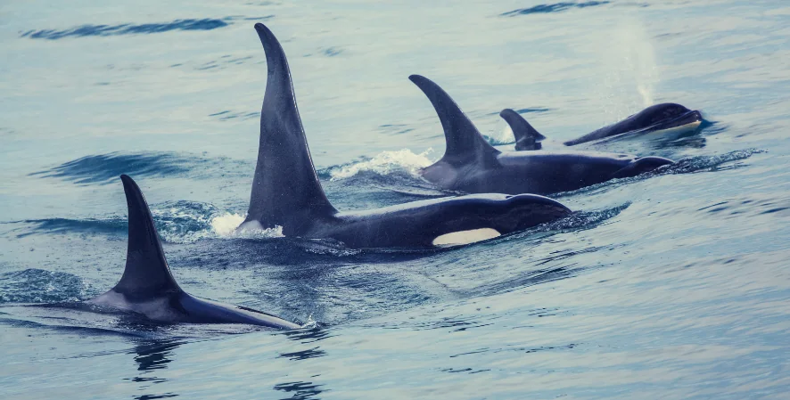 four orcas swimming together
