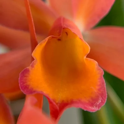orange orchid up close