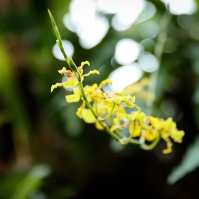 yellow orchid in bloom