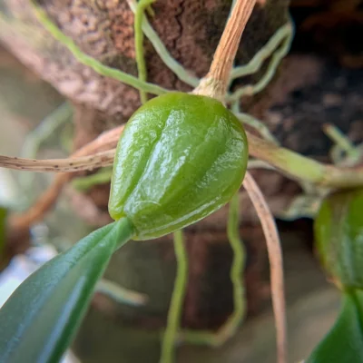 orchid pod