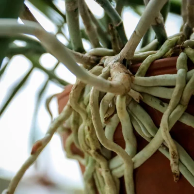 orchid roots