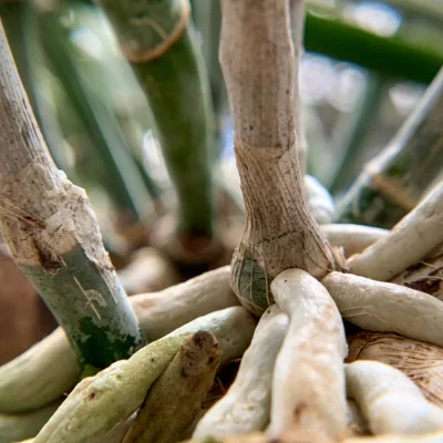 orchid roots