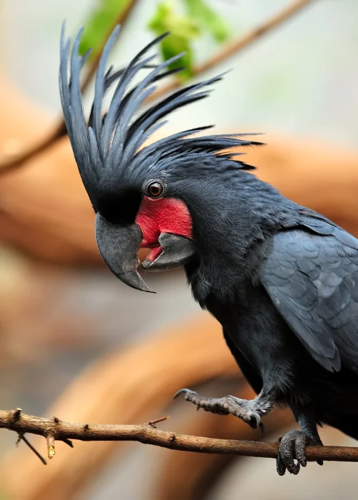 black and red cockatoo