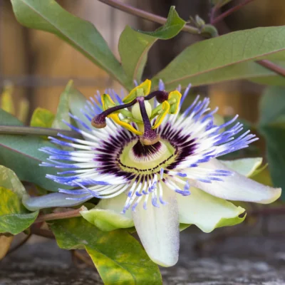 Passiflora incarnata, purple white and blue flower