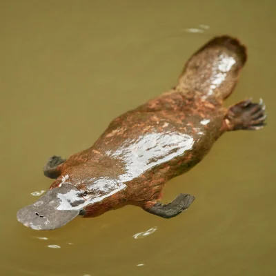 platypus swimming