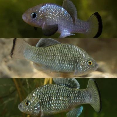 three images of pupfish