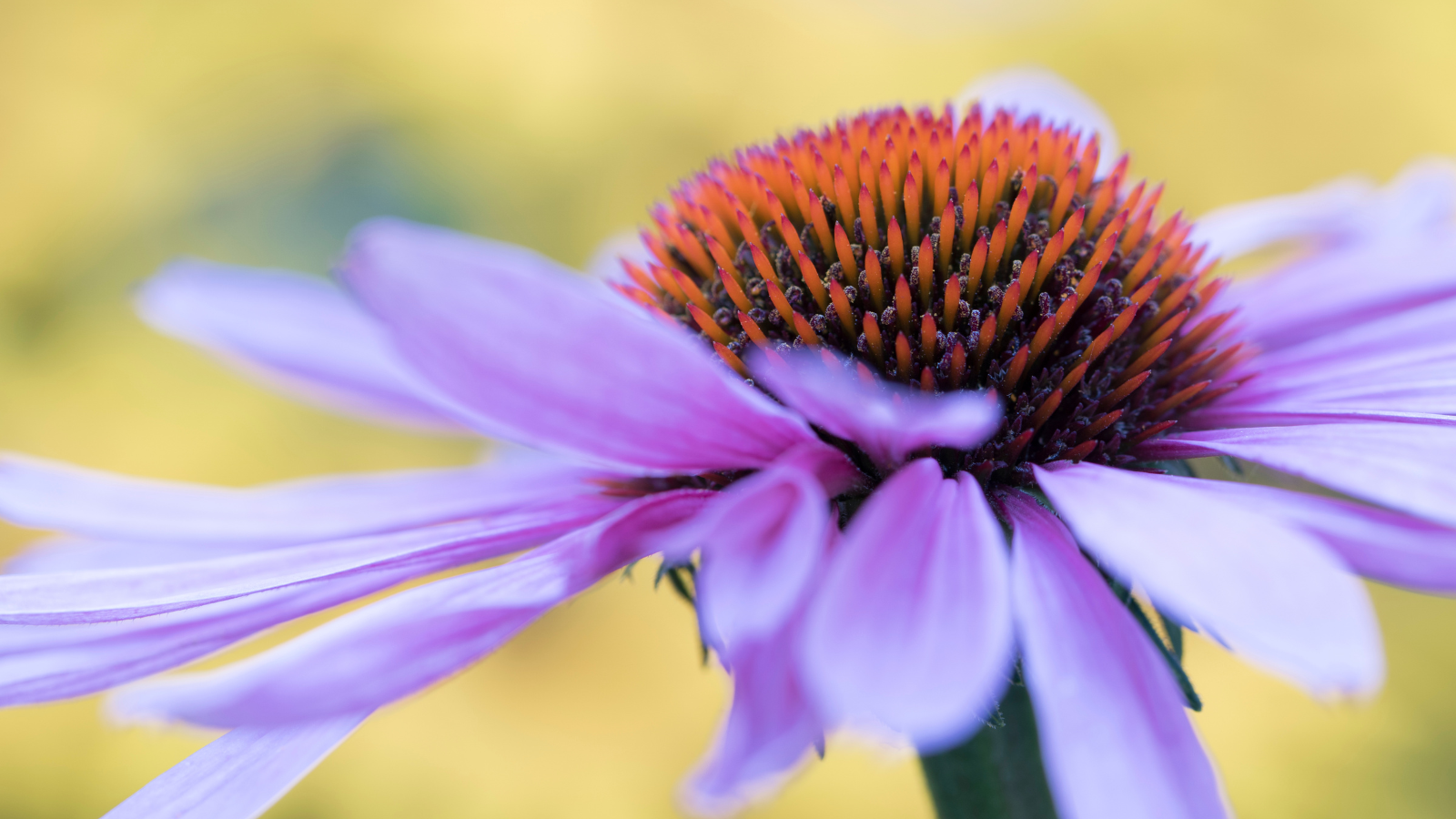 purple coneflower, global center