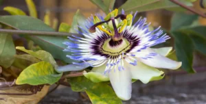 Purple Passionflower in bloom