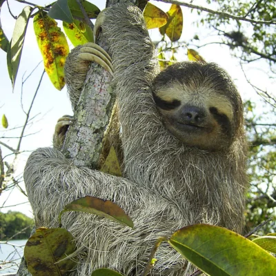 Pygmy Sloth hugging tree