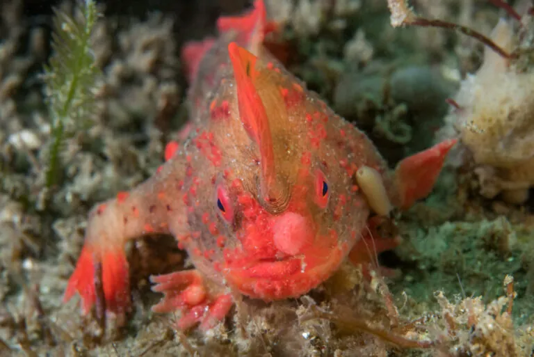 red handfish: conservation