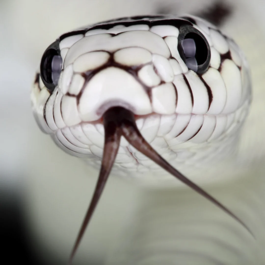 white snake with tongue out