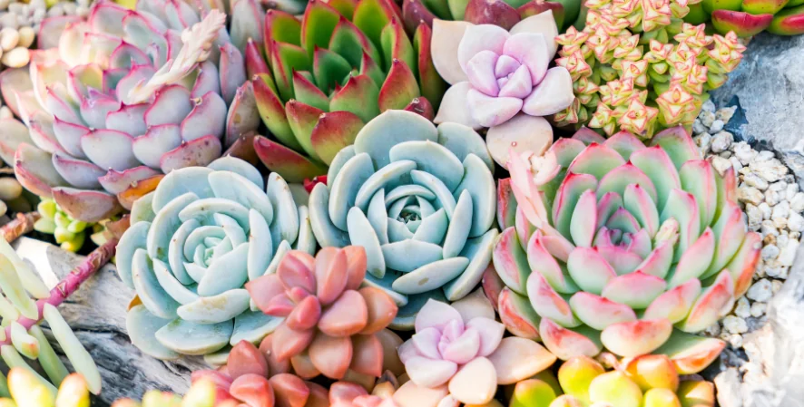 multiple variations of succulents growing together
