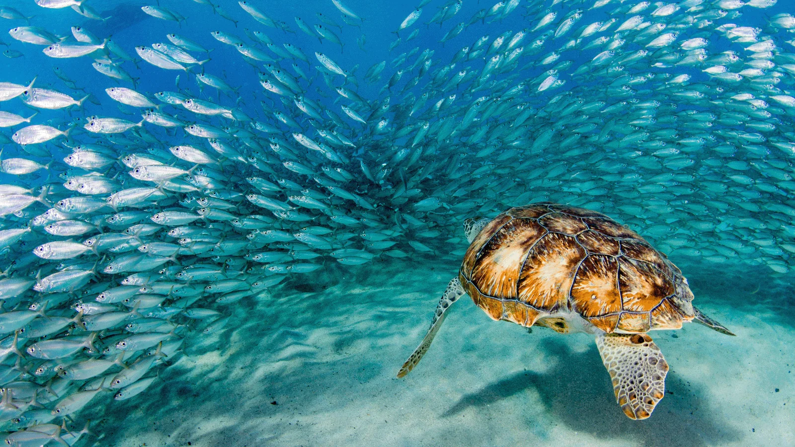 Sea Turtle and Schooling Fish