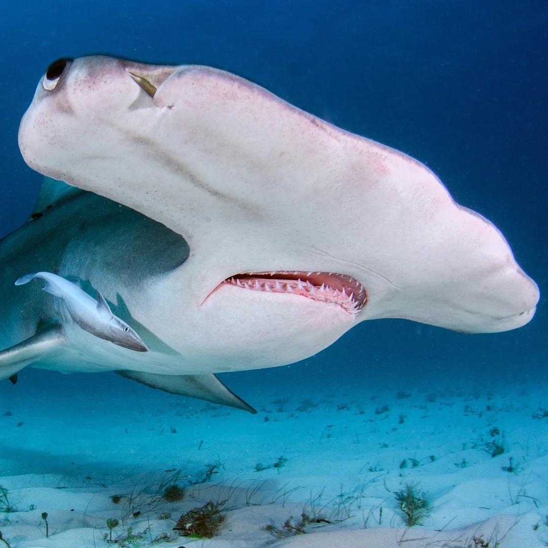 hammerhead shark in water endangered