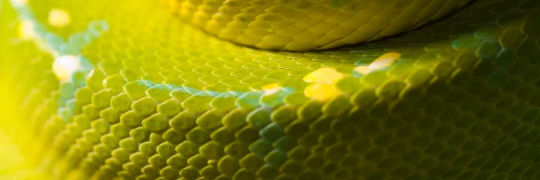 green snake scale up close
