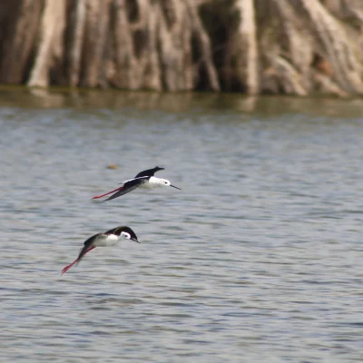birds flying over water in the Socotra wetlands