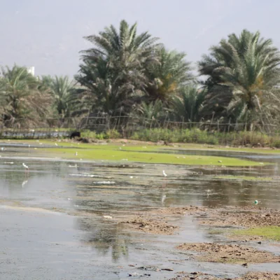 Socotra wetlands in Yemen