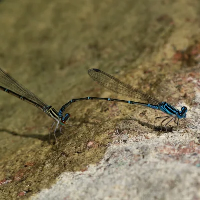 Socotra Bluet black and blue damselflies