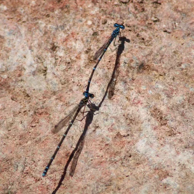 Socotra Bluet damselflies