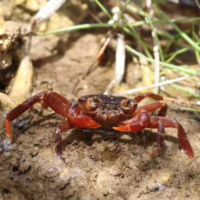 Socotra Freshwater Crab in sand