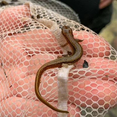 Southern Two-Lined Salamander in net