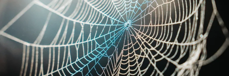 spider web