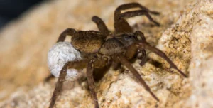 wolf spider with egg sac