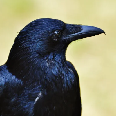 american black crow