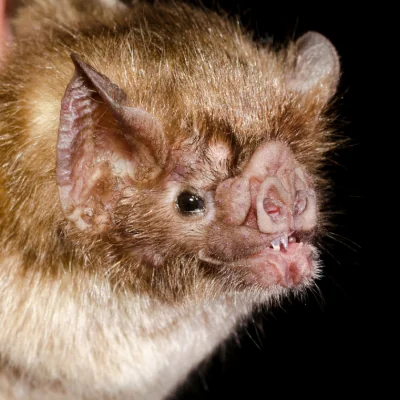 leaf nosed bat