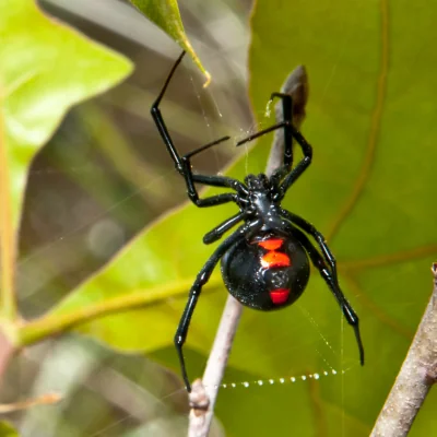 black widow spider