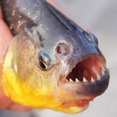 piranha