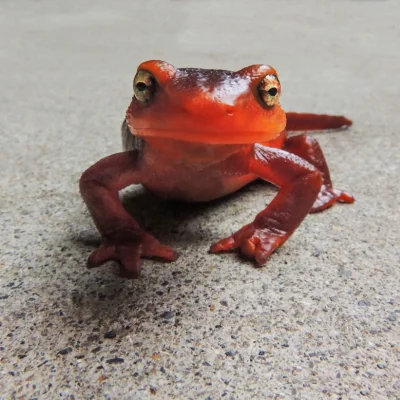 california newt
